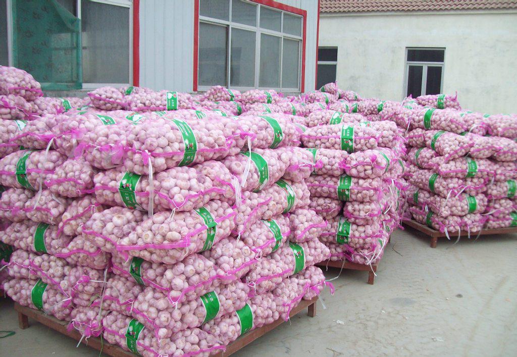 專業大蒜加工與進出口服務，工廠直供，規格齊全